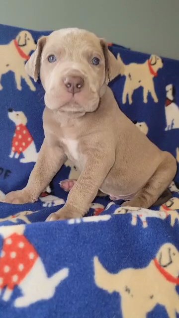 Lilac male great dane in Sandusky, Ohio