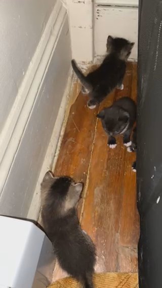 Kittens in Springfield, Massachusetts