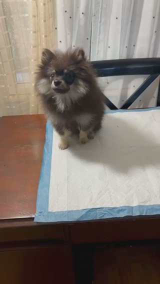 Female Tricolor Pomeranian in Lake Elsinore, California