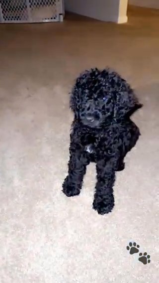 GoldenDoodle in Hammond, Louisiana