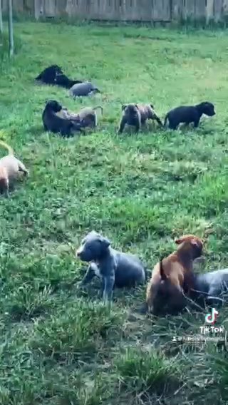 Bullies in Houston, Texas