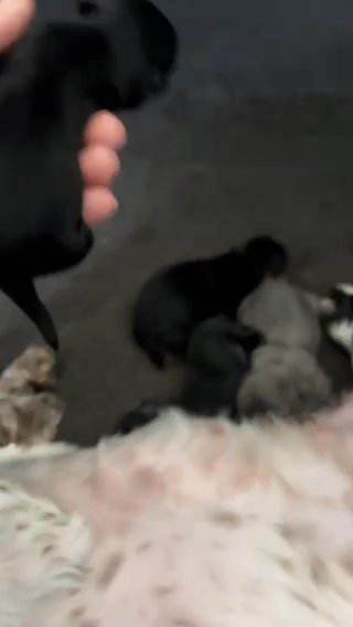 Akc Black And Blue Dobie Puppies in Belton, Texas