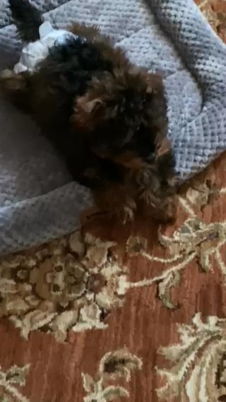 Halloween toy poodle in Crossville, Tennessee