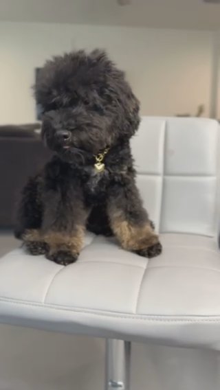 AKC Troy in Dallas, Texas