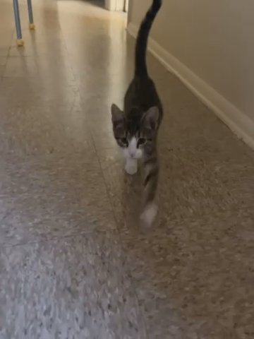 Kitten Comes With Everything You Need Food Litter Bed Toys Litter Box Food&drink Try in Newport News, Virginia