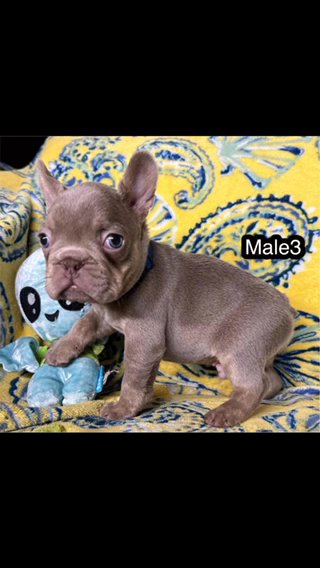 French bulldog Isabella in Hialeah, Florida