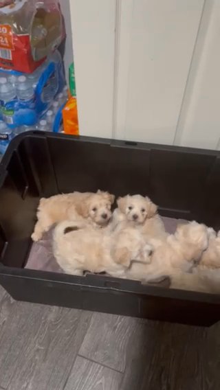 Maltese Puppies 4 Boys 1 Girl in Phoenix, Arizona