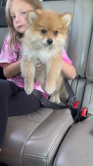 Male Pom in Cambridge, Maryland