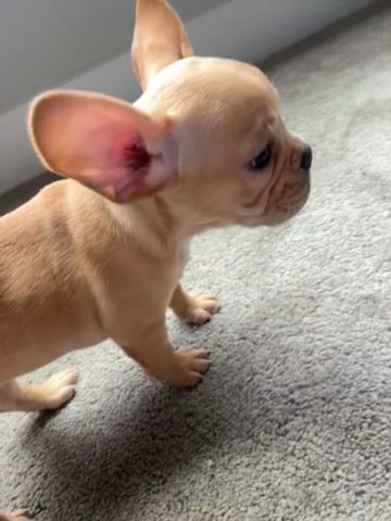 Blue Merle French Bulldog (male) in Woodbridge, Virginia