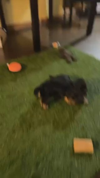 Male Yorkie in Coldwater, Michigan