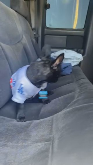 French Bulldog in La Habra, California