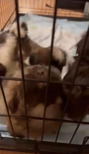 AKC LIVER SHIH TZU in Winston-Salem, North Carolina