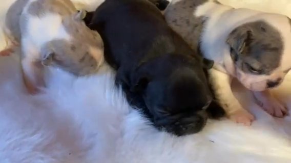 Frenchie Pups 2 Male 2 Females in Culpeper, Virginia