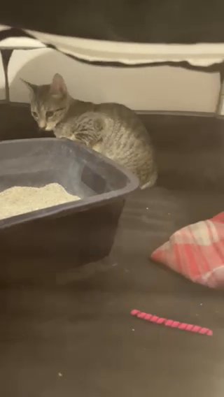 American Bobtail in Titusville, Florida