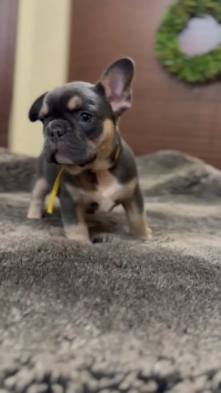 French Bulldog Female in Glendale, Arizona
