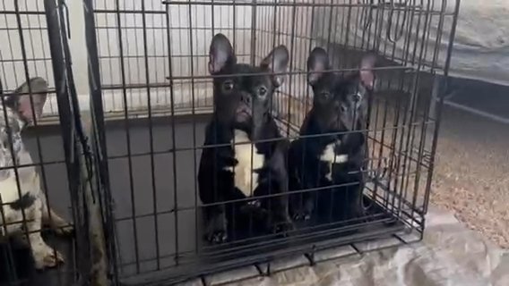 4 french Bulldog Pup in Houston, Texas