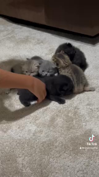 Scottish Fold Kittens in Greensboro, North Carolina