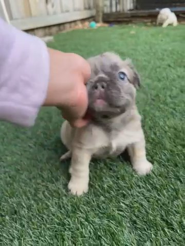 French Bulldog Fluffy Carrying Testable in Orlando, Florida