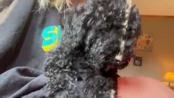 Mini Poodle in Cambridge, Maryland