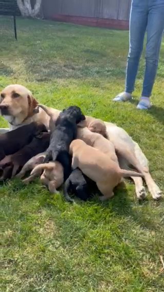 AKC Certified American Lab Puppies in Carlsbad, California