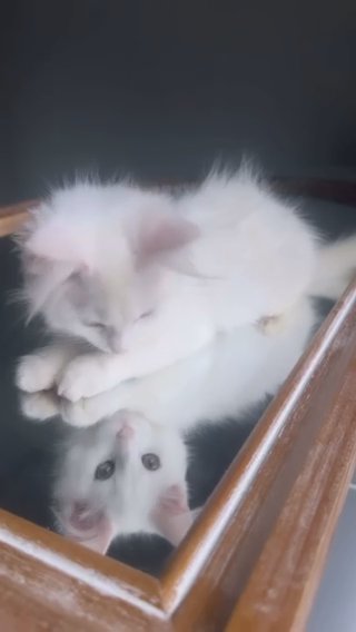White Mainecoon in Albany, New York