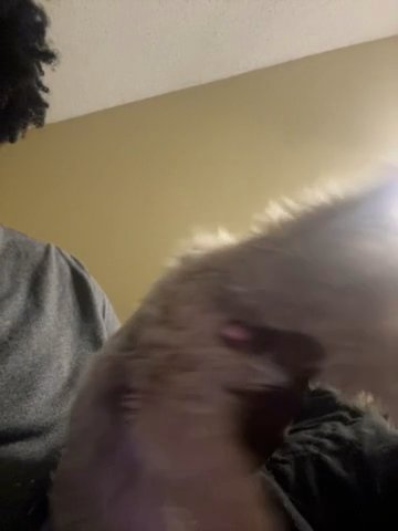 Golden Yorkie in Jacksonville, Florida