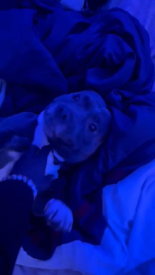 pitbbull For Sale! in New Haven, Connecticut