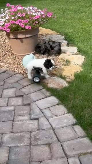 Cocker Spaniel Puppies in Tulsa, Oklahoma