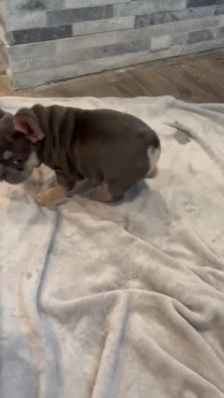Blue Lilac Tan/white Boy in Pittsburgh, Pennsylvania