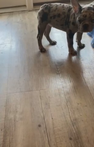 French Bulldog in Laurel, Maryland