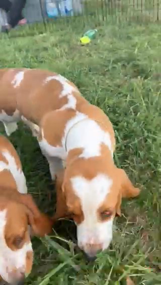 14 Week Old Basset Hounds in Nashville, Tennessee