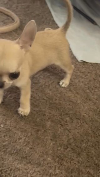 (AKC)Extreme Apple Head Teacup Chihuahua Boy Puppy in Charlotte, North Carolina