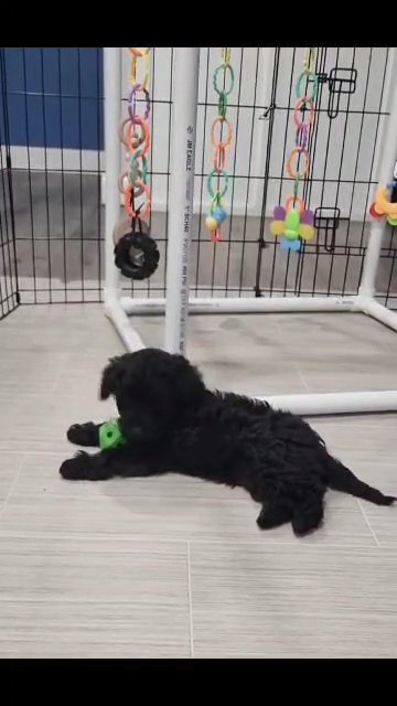 *SOLD* Yorkipoo male puppy in Cleveland, Tennessee
