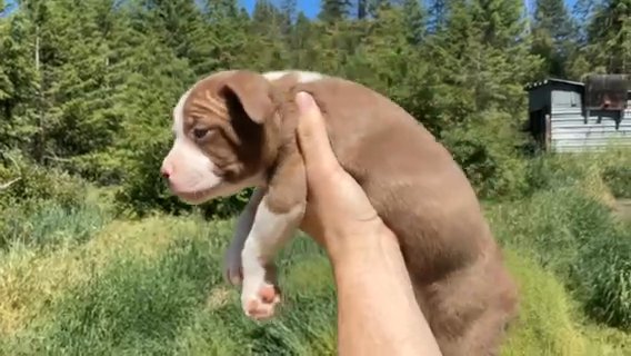 Chocolate Chunk in Spokane, Washington