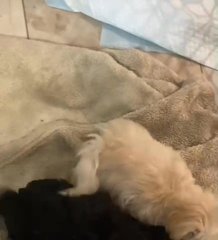Shi Chi Puppies in Muscle Shoals, Alabama