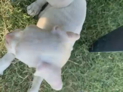 Purebred Boxer in Fresno, California