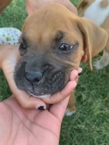 Purebred Boxer in Fresno, California