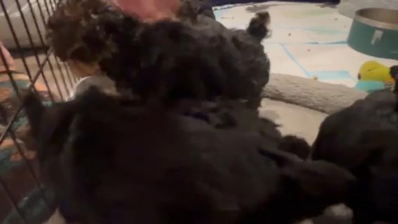 Yorkshire Terrier in Neosho, Missouri
