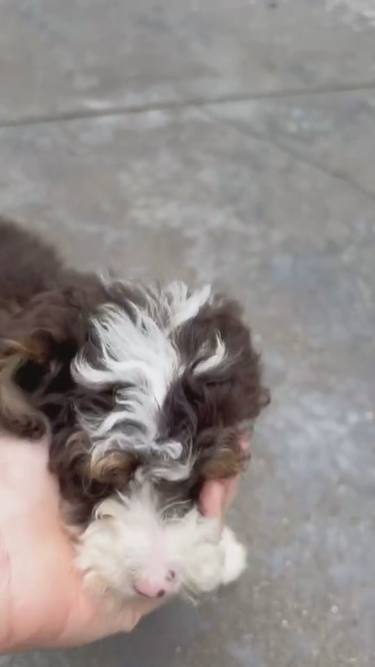 Mini Bernedoodle puppy Millie in South Bend, Indiana
