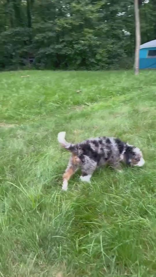 Mini Bernedoodle puppy Bailey in South Bend, Indiana