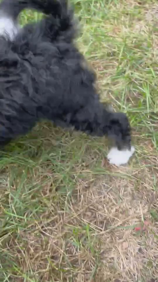 Mini Bernedoodle puppy Bella in South Bend, Indiana