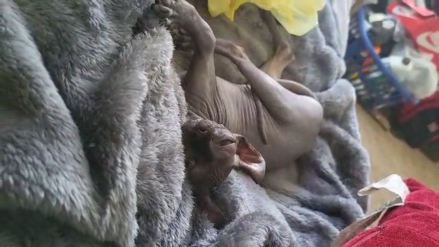 Playful Elf Sphynx girl in Baltimore, Maryland