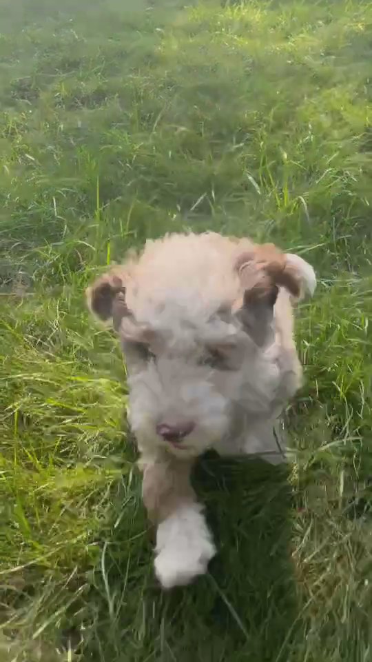 Mini Bernedoodle puppy Charlie in South Bend, Indiana