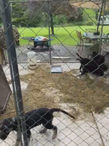 GoldenAussies Having Fun in Jamestown, New York