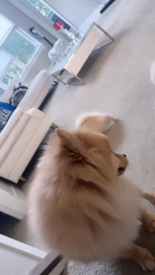 Pomeraniun in New York City, New York
