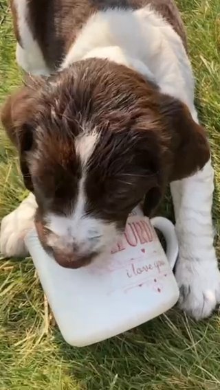 English Springer Spaniels in Redmond, Oregon