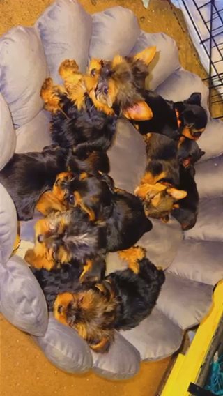 AKC Yorkies in Phoenix, Arizona