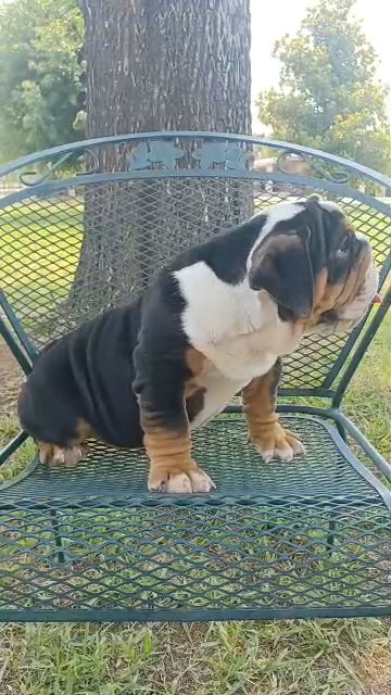 Rafael in Glendale, Arizona