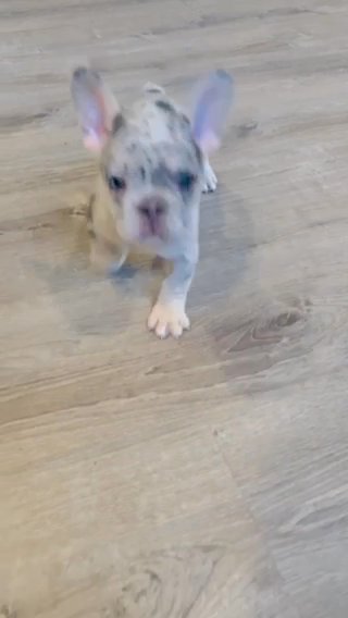 Blue Merle Girl in Pittsburgh, Pennsylvania