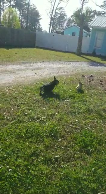 Frenchie in New Bern, North Carolina
